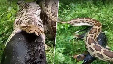 13-Foot-Long Rock Python Swallows Stray Dog in 14 Seconds in Udaipur (Watch Video)