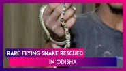 Odisha: Rare Flying Snake Rescued From Bhubaneswar Railway Station
