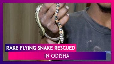 Odisha: Rare Flying Snake Rescued From Bhubaneswar Railway Station