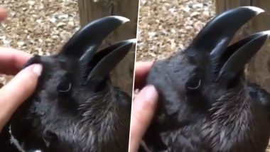 Is It a Bird or a Rabbit? Optical Illusion Created by a Viral Video Is Driving Twitter Crazy!
