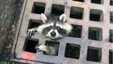 No ‘Guardian of the Galaxy’: Trapped US Raccoon Goes Viral