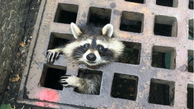 No ‘Guardian of the Galaxy’: Trapped US Raccoon Goes Viral