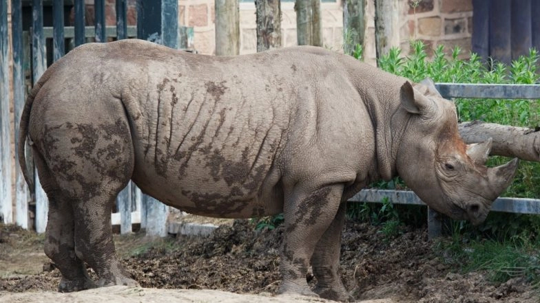 Trophy Hunters Can Now Shoot Double Number of Black Rhinos in South Africa