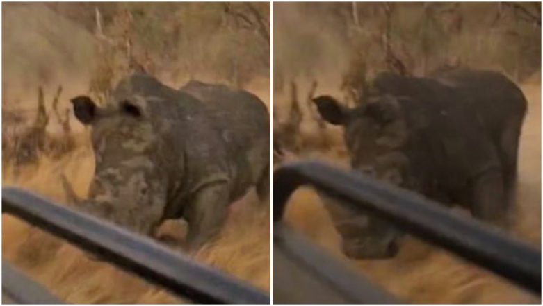 Rhino Chases Safari Jeep For 500 Meters in South African National Park,  Terrifying Video Goes Viral