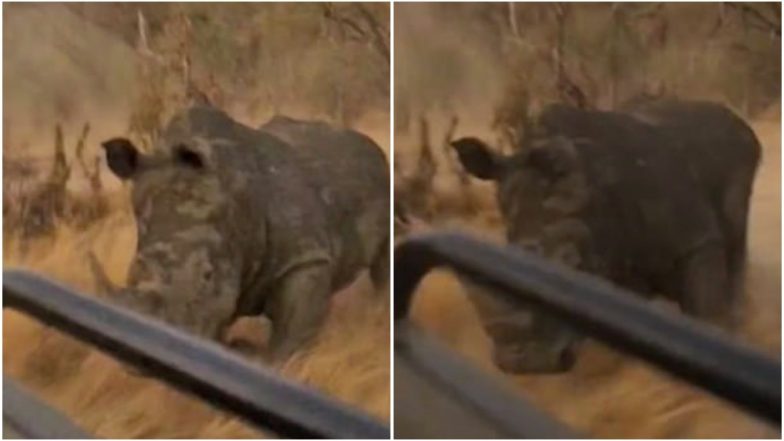 rhino chasing safari jeep