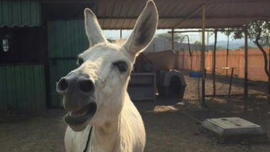 Singing Donkey from Pune Emily Brays Her Way Into People’s Hearts