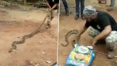 Python, 11-Feet-Long, Rescued From Bhubaneswar's Patharagadia Area in Odisha, Watch Video | 👍 LatestLY Python, 11-Feet-Long, Rescued From Bhubaneswar's Patharagadia Area in Odisha, Watch Video | 👍 LatestLY