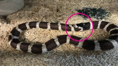 Hungry Snake Eats Itself, Swallows Almost Half of Its Body (Watch Rescue Video)