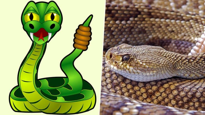 Snakes on The Loose! 5 Times Slithering Reptiles Gave People The Fright of Their Lives (Watch Video) Snakes on The Loose! 5 Times Slithering Reptiles Gave People The Fright of Their Lives (Watch Video)