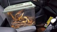 Box Full of Live Snakes Found Outside Vet's Clinic in Frome; Picture of Wriggling Reptiles Goes Viral