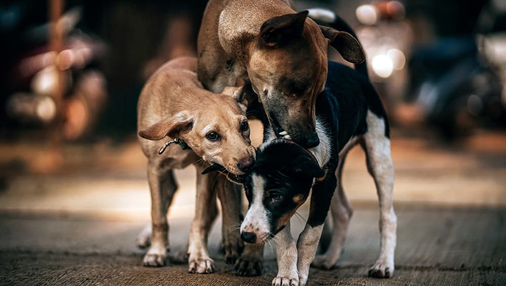 Shimla Municipal Corporation Offers 50% Discounts on Garbage Bill to Households on Adopting Stray Dogs Shimla Municipal Corporation Offers 50% Discounts on Garbage Bill to Households on Adopting Stray Dogs