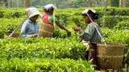 'Golden Butterfly' Tea From Dikom Estate in Assam Creates Record, One Kg Tea Sold For Rs 75,000 at Guwahati Auction Centre