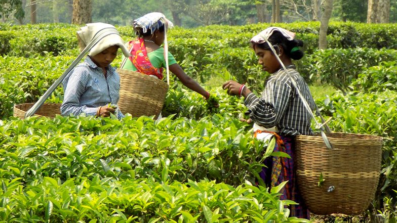 Assam Tea Fetch Record Prices at 1st mjunction Special Auction