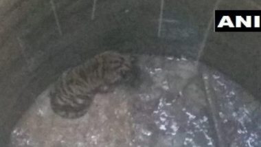 Tiger Falls into Well in Madhya Pradesh's Katni, Rescued By Forest Officials; Watch Video