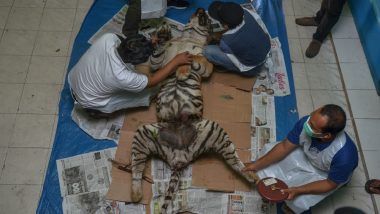 More Than 2,300 Tigers Killed and Illegally Trafficked This Century: Report