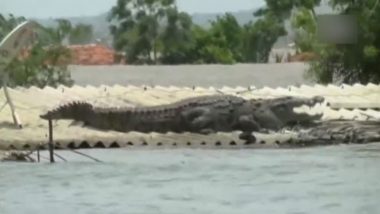 Karnataka Floods: Crocodile Spotted on Roof Top of a Flood Affected House in Belgaum, Watch Video