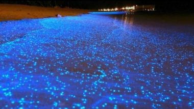 Blue Glow on Chennai Beaches! Bioluminescence Spotted, Visitors Enthralled by Beautiful Sight But Phenomenon Indicates Climate Change; See Pictures