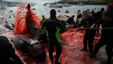 Whales Die in New Mysterious Iceland Stranding