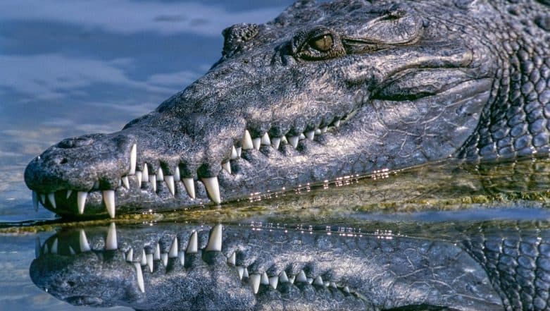 Man Killed By 11-Foot Alligator At South Carolina Pond