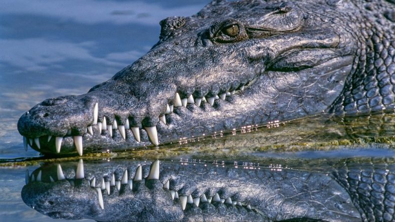 Nine-Foot Alligator Attacks South Carolina Woman Walking Her Dog Near Pond (Watch Video)