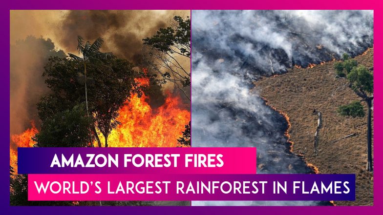 Amazon Forest Fires: Know All About The Devastating Situation Of The ...