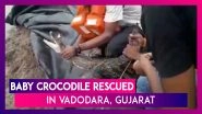 Gujarat: Forest Department Rescues Baby Crocodile From Artificial Pond In Vadodara