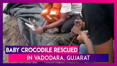 Gujarat: Forest Department Rescues Baby Crocodile From Artificial Pond In Vadodara