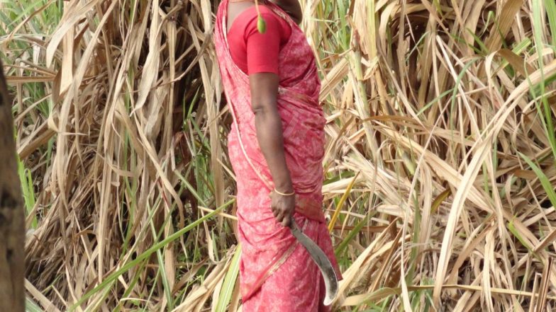 Beed Hysterectomy Cases: 13,500 Women Had Uteruses Removed in Last 15 Years in the Maharashtra District, Says Report
