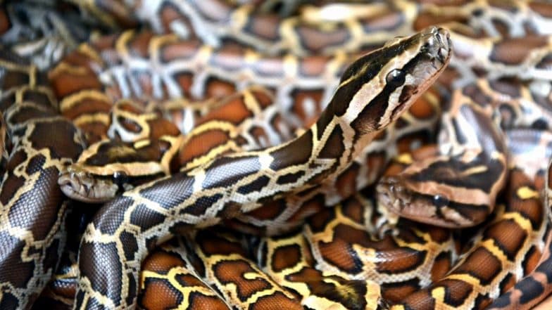 Indian Rock Python, Seven-Feet-Long, Rescued After the Reptile Gets Stuck in Truck Chassis Indian Rock Python, Seven-Feet-Long, Rescued After the Reptile Gets Stuck in Truck Chassis