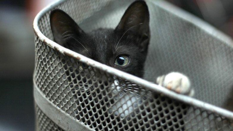 COVID-19 Outbreak: Cat in Chennai Faces Deportation to China on Coronavirus Fears