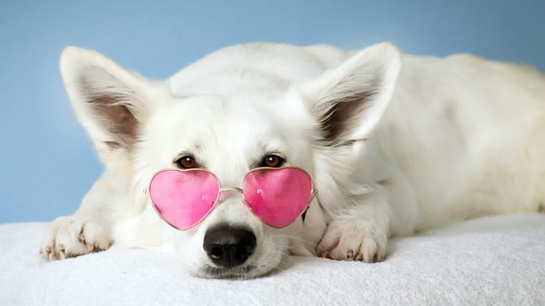 International Dog Day 2019: Unbelievable Facts About Pooches We Bet You Never Knew!