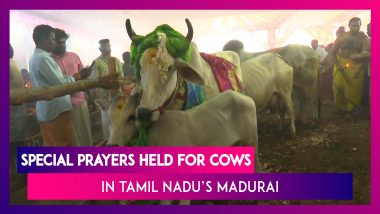 Tamil Nadu: Special Prayers Held For Cows At Vaigai River Bed
