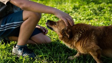 Working With Animals Can Increase Depression Risks, Burnout and Compassion Fatigue, Says Study