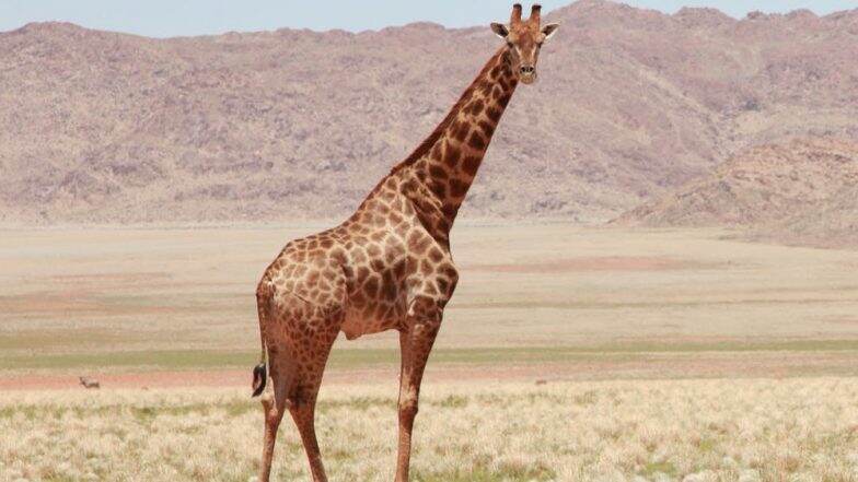 Baby Giraffe Killed by British Trophy Hunters! Old Viral Picture From South Africa Resurfaces Causing Rage Online Baby Giraffe Killed by British Trophy Hunters! Old Viral Picture From South Africa Resurfaces Causing Rage Online