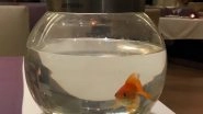 Mumbai Trident Hotel Earns Praises for Placing Goldfish As &lsquo;Perfect Dinner Companion&rsquo; for Customer Who Was Eating Alone (View Viral Pic)