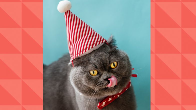 International Cat Day 2019: How to Keep Your Cat Healthy and Happy