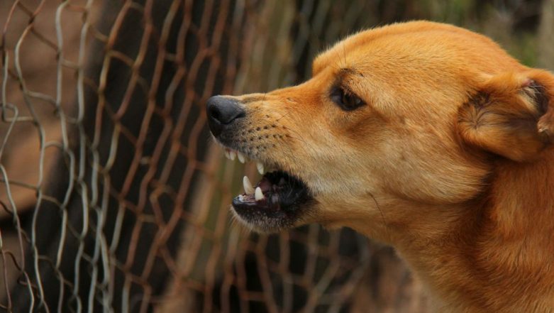 Rabies: How to Spot a Rabid Animal – 10 Signs and Symptoms to Look Out For | 🍏 LatestLY