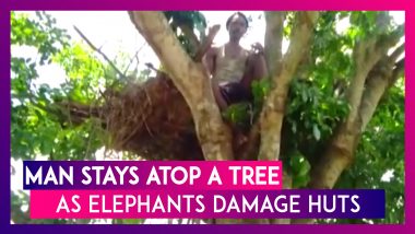 Odisha: Elephant Herd Enters Village And Destroys Crops & Huts, Man Stays Atop A Tree With Family