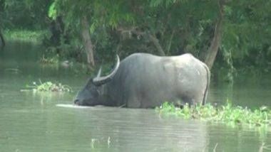 Assam Floods: 18 Rhinos, 135 Other Animals Dead So Far in Inundated Kaziranga National Park