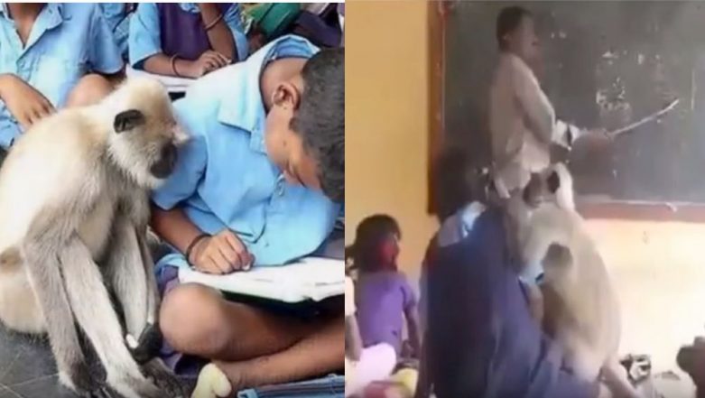 781px x 441px - Viral Video of Female Langur Studying With Kids at School in Andhra Pradesh  Is Spreading Happiness on the Internet! (Watch Video) | ðŸ‘ LatestLY