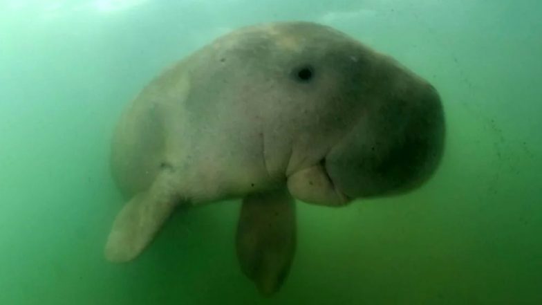 Thailand’s Beloved Baby Dugong ‘Mariam’ Dies Due to Plastic Pollution! Three Other Heart-Breaking Times When Plastic Killed Sea Creatures