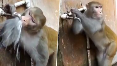 Monkey Shuts Tap After Drinking Water, Gives Us all an Important Lesson on Water Conservation (Watch Video)