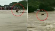 Madhya Pradesh Floods Video: Man Washed Away While Crossing Flooded River in Rajgarh