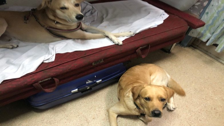 Did You Know You Can Travel With Pets in Indian Railway Trains? Check Woman's Pic of Her Pet Dogs Travelling on Sealdah Rajdhani Express