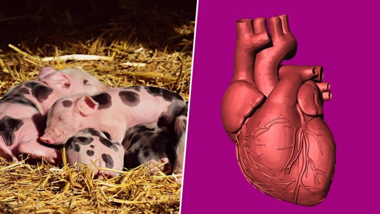 Pig Hearts Could be Used for Humans? Xenotransplantation is Possible Within 3 Years Says UK Surgeon Who Conducted First Heart Transplant Pig Hearts Could be Used for Humans? Xenotransplantation is Possible Within 3 Years Says UK Surgeon Who Conducted First Heart Transplant