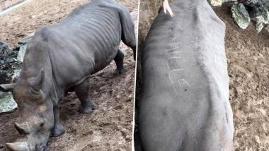 Zoo La Palmyre Visitors Scribble Names on Rhino’s Back! Twitter is Outraged and So Are We! (View Viral Pic)