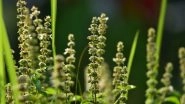 Home Remedy of the Week: Treat Constipation Naturally With Sabja or Basil (Tulsi) Seeds