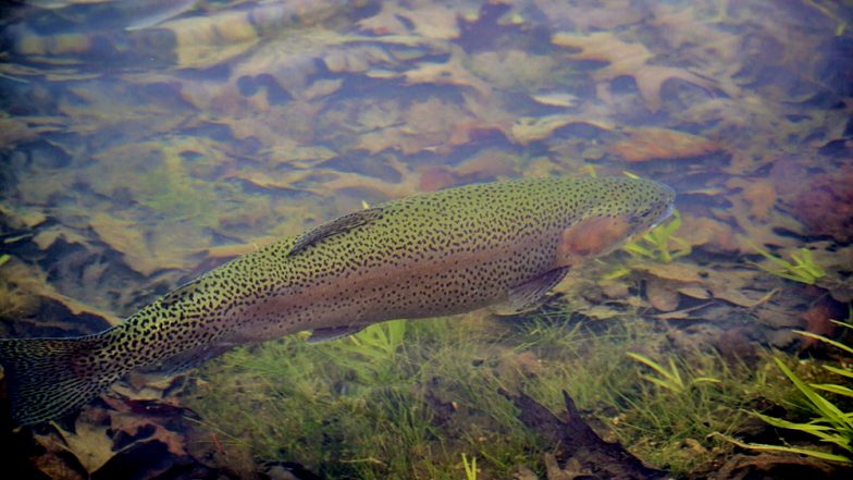 Salmon Cannon That Shoots Fish Over a Dam Is Making the Internet Crazy but It Is More Than a Meme, Here’s Why