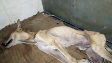 Mumbai’s Stray Dog Lucky Who Was Mercilessly Beaten for Taking Shelter During Rains in Society Passes Away