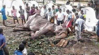 Starving Elephant Tikiiri Collapses After Marching for Tourists in Sri Lankan Esala Perahera Buddhist Festival, Heart-Breaking Pics Go Viral